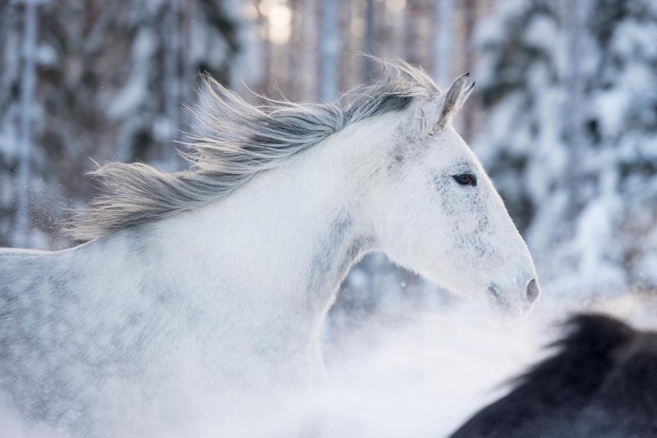 Maatilamatkailu Ilomaeki Seinäjoki Esterno foto
