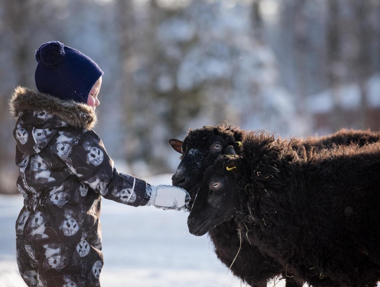 Maatilamatkailu Ilomaeki Seinäjoki Esterno foto